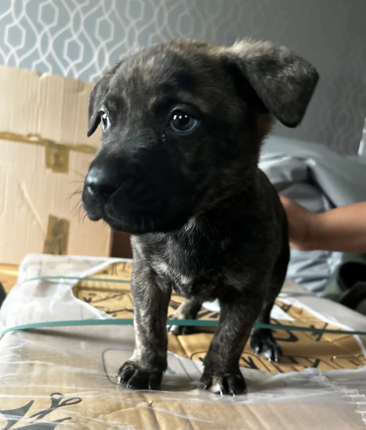 Chocolate,  (All Dogs Matter)