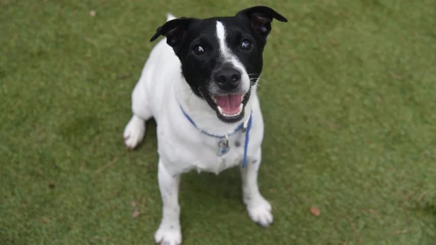 Chubs (& Brambles) photo 2