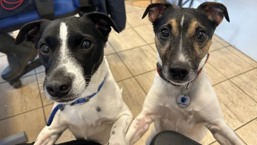 Chubs (& Brambles) photo 3