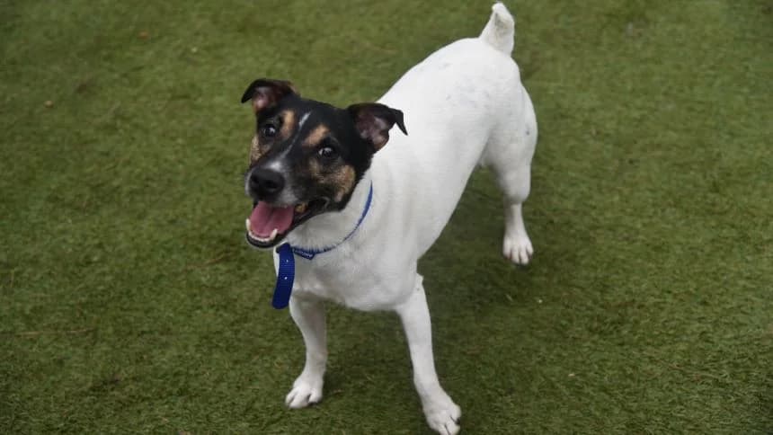 Chubs (& Brambles) photo 4