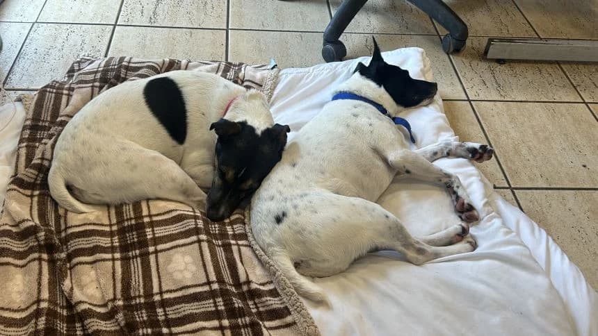 Chubs (& Brambles) photo 5