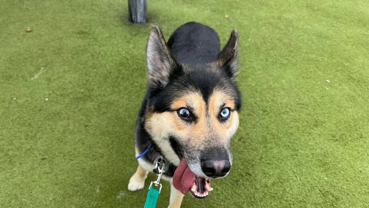 Chunks, Husky (Battersea Dogs & Cats Home)