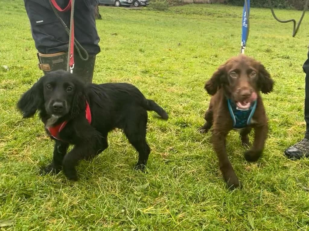Chutney and Fig, female young mixed breed for adoption at All Dogs Matter, London