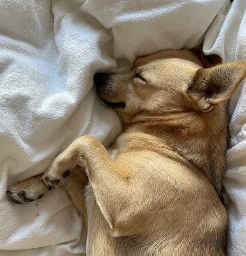 Cindy,  (All Dogs Matter)