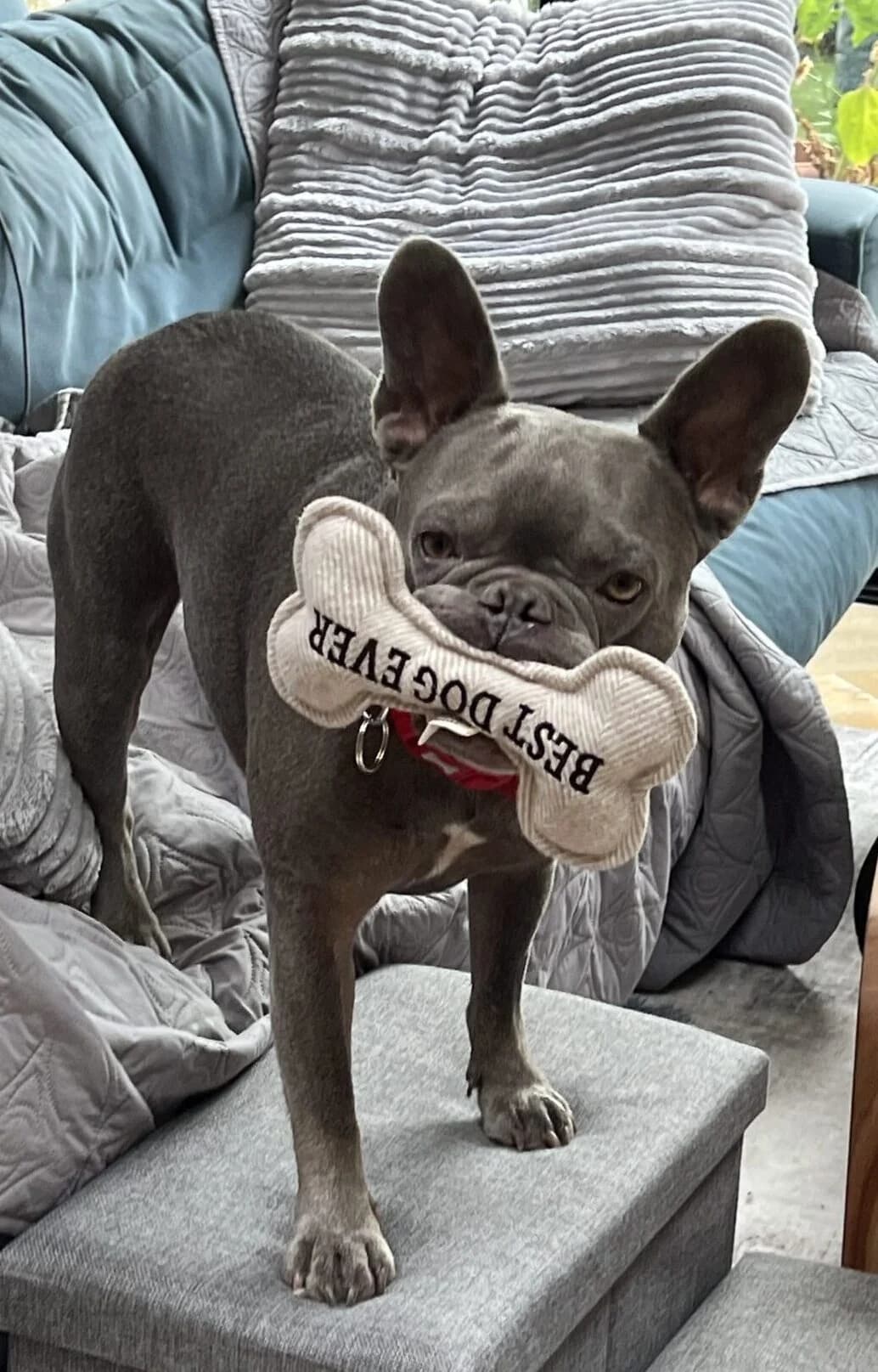 Claude,  (All Dogs Matter)