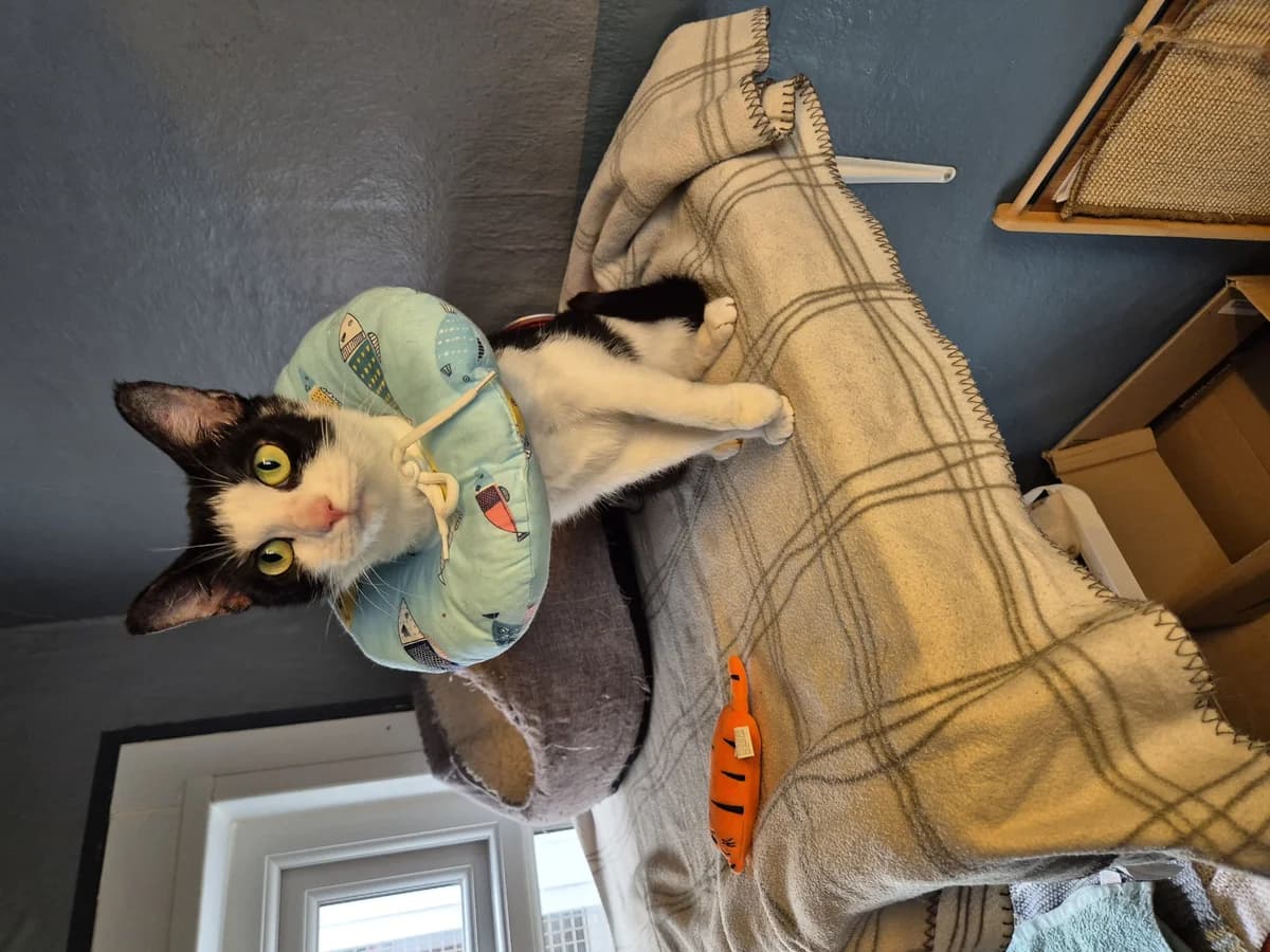 Cleo, female Mixed Breed for adoption at Liverpool