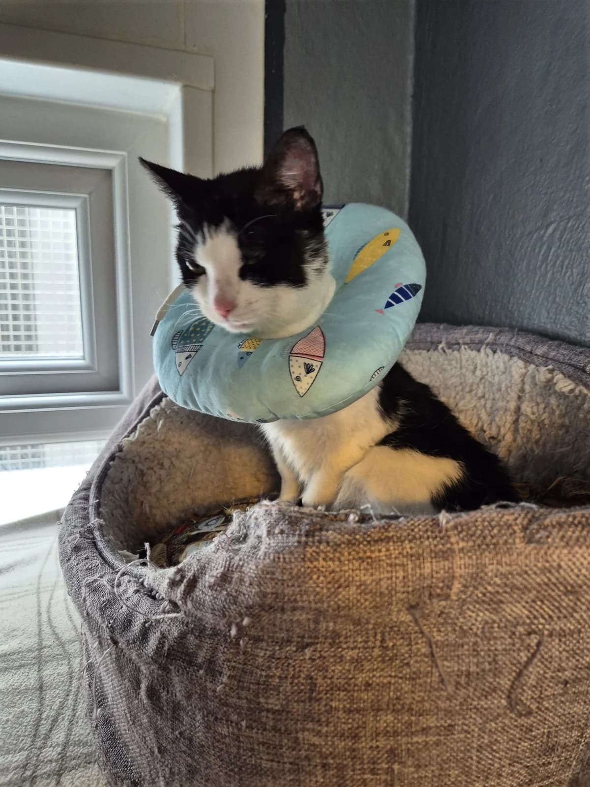 Cleo, female Mixed Breed for adoption at Freshfields Animal Rescue, Liverpool photo 2