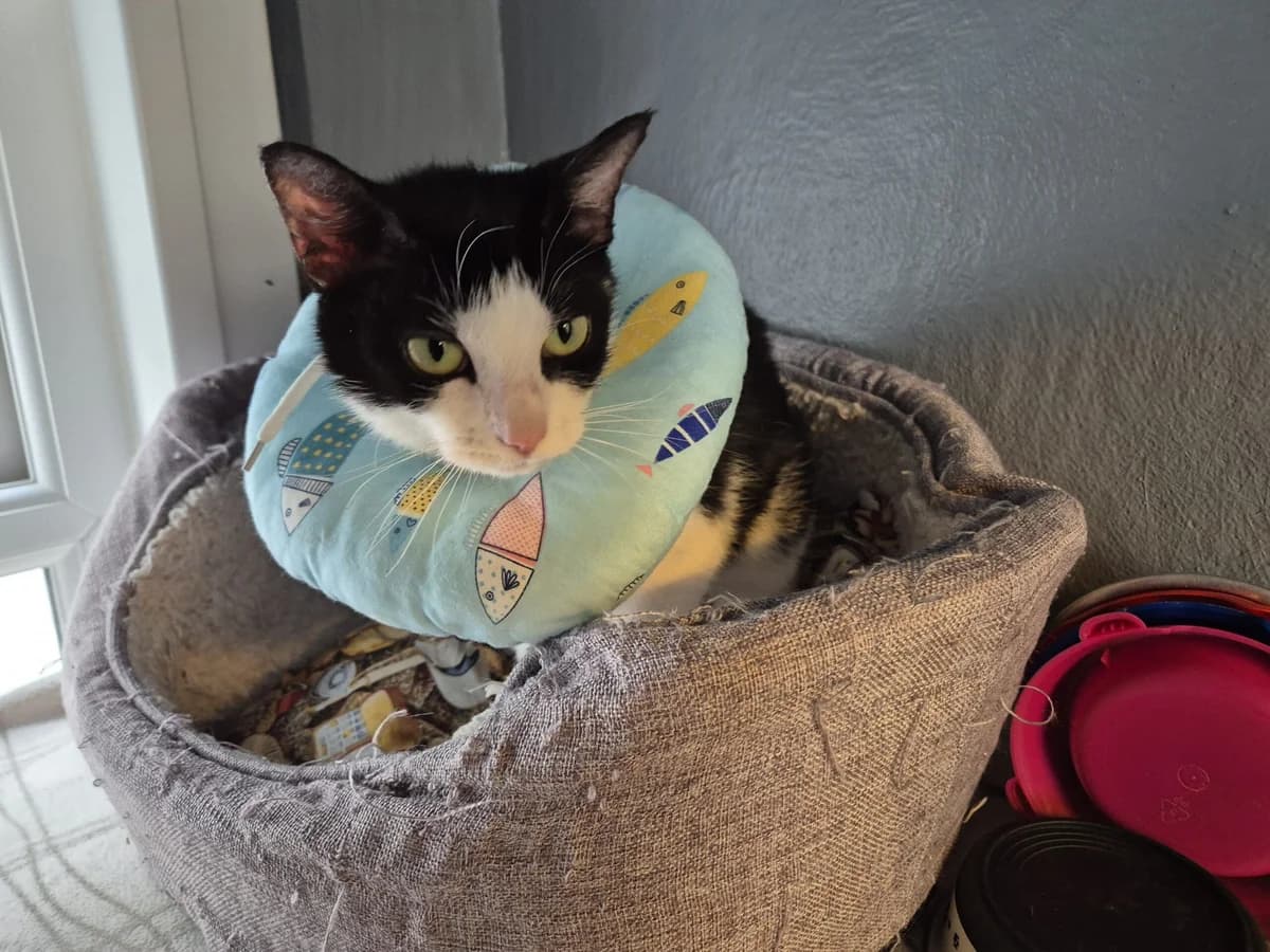 Cleo, female Mixed Breed for adoption at Freshfields Animal Rescue, Liverpool photo 3