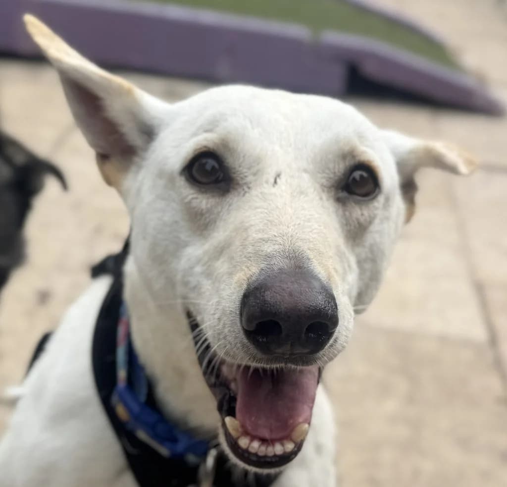 Clive, male mixed breed for adoption at Dogs4Rescue, Manchester