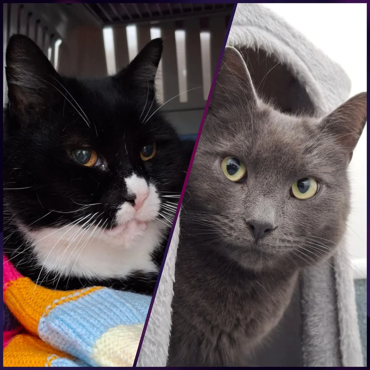 Cloud and Seph, male Mixed Breed for adoption at Liverpool