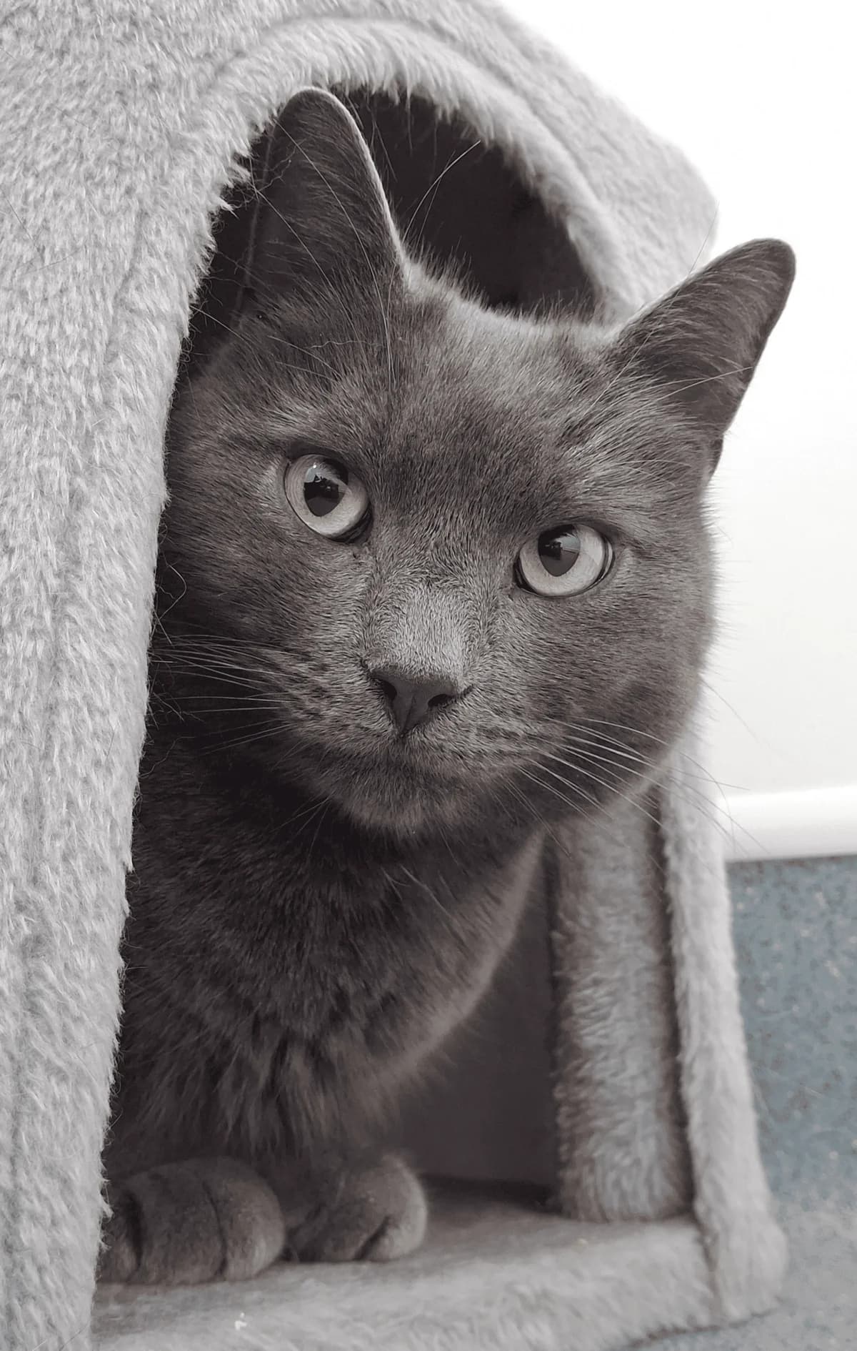 Cloud and Seph, male Mixed Breed for adoption at Freshfields Animal Rescue, Liverpool photo 2