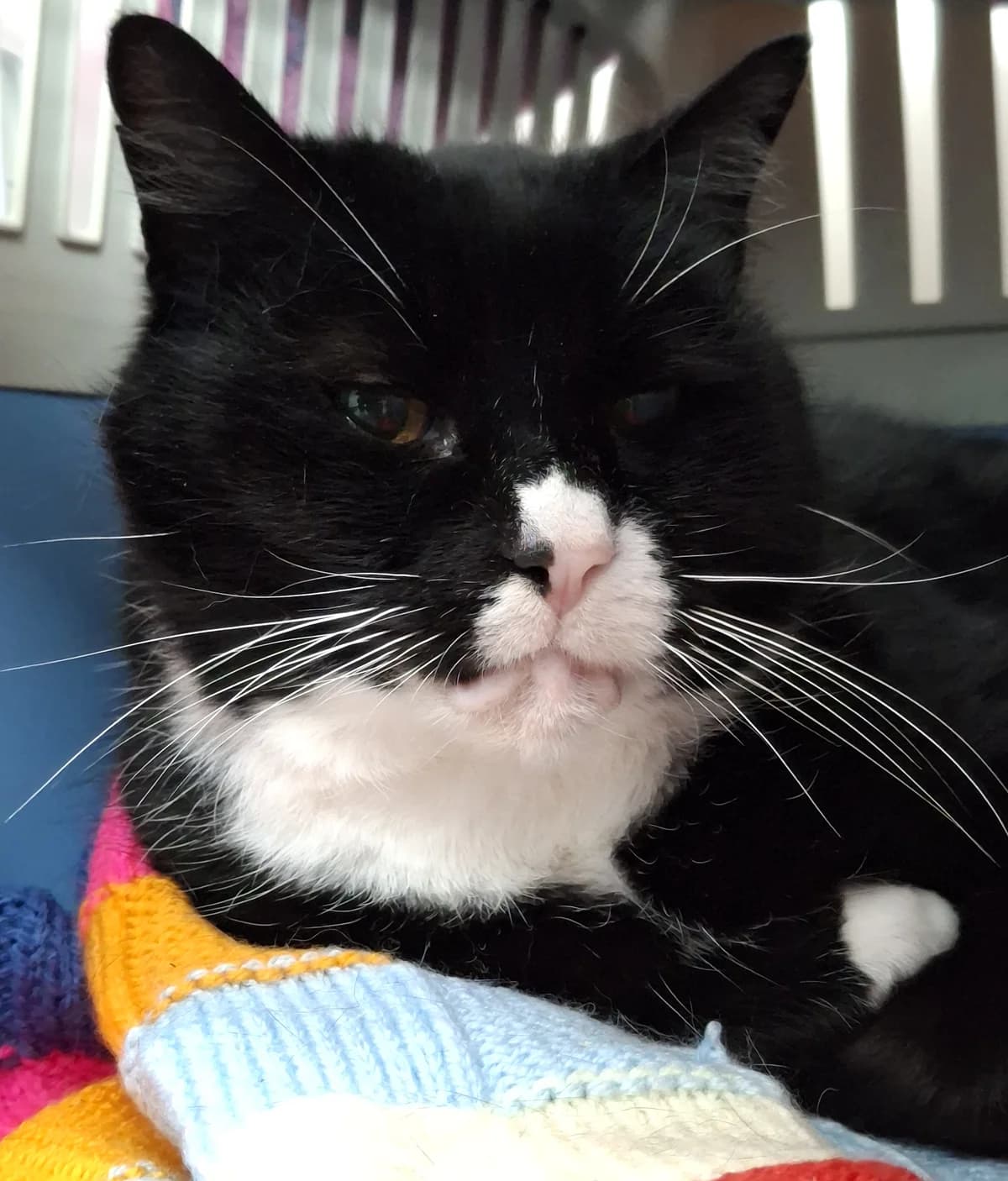 Cloud and Seph, male Mixed Breed for adoption at Freshfields Animal Rescue, Liverpool photo 3