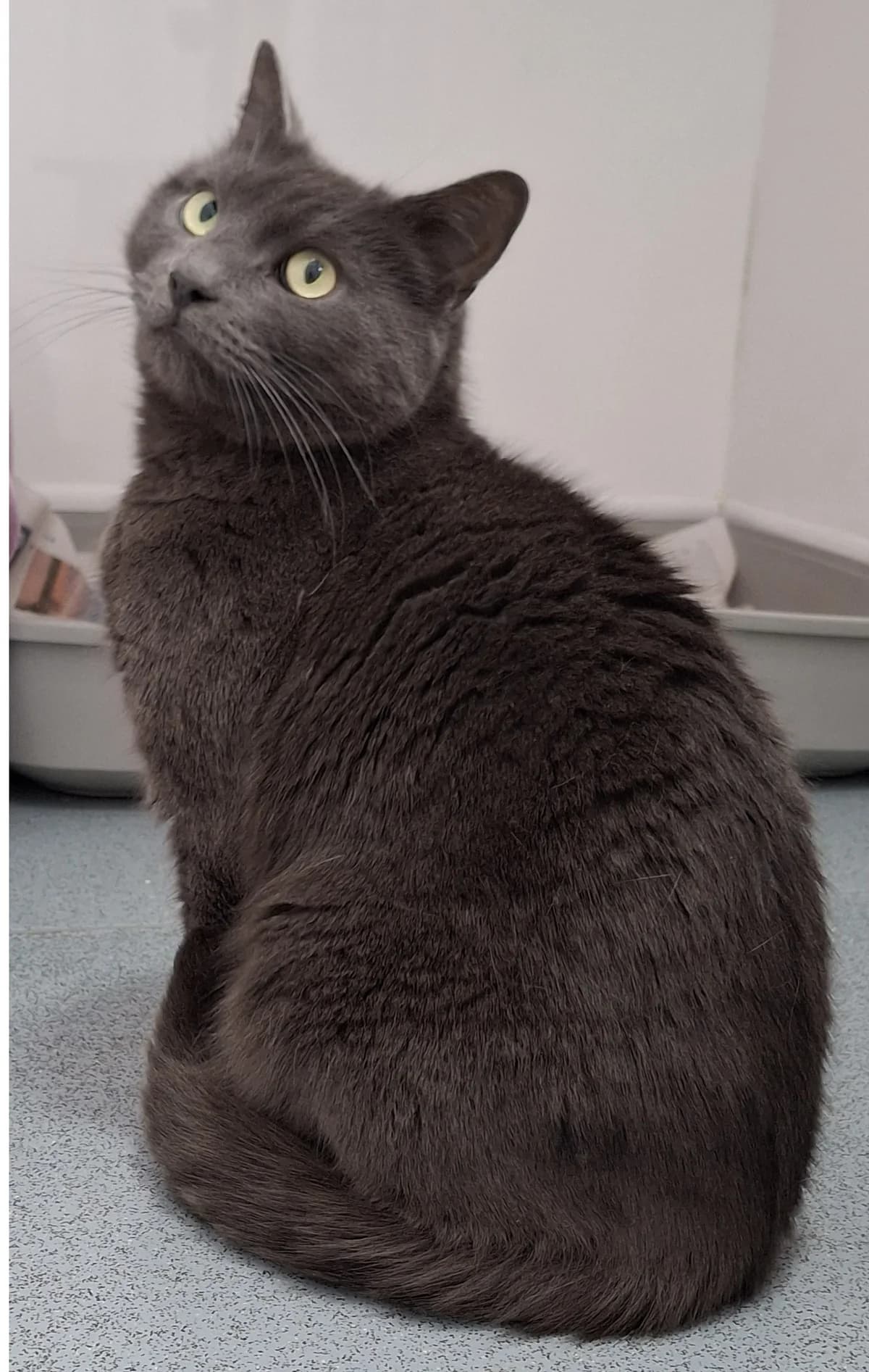 Cloud and Seph, male Mixed Breed for adoption at Freshfields Animal Rescue, Liverpool photo 4