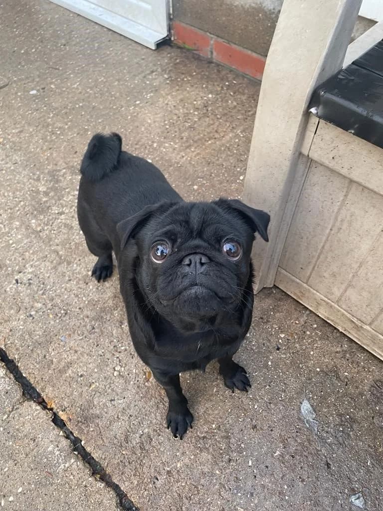 Coco, female young mixed breed for adoption at All Dogs Matter, London