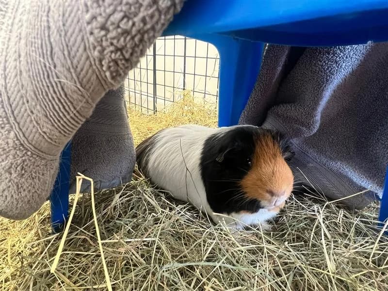 Coco, male young mixed breed for adoption at Woodgreen Pets Charity