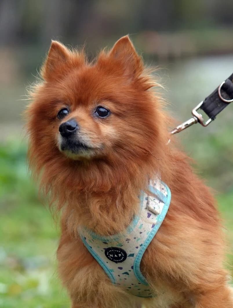 Comet,  (All Dogs Matter)