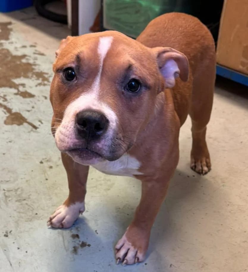 Fifi, female young mixed breed for adoption at All Dogs Matter, London