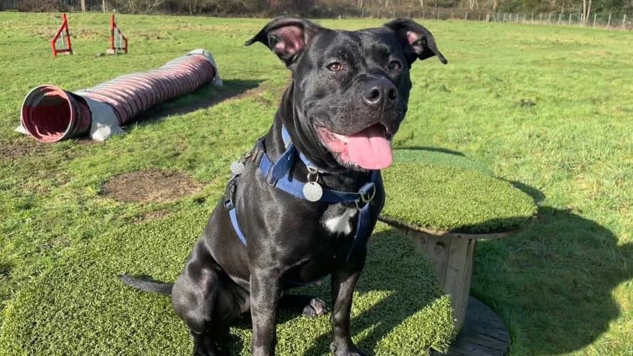 Courtney, female young Staffordshire Bull Terrier for adoption at Battersea Dogs & Cats Home, London