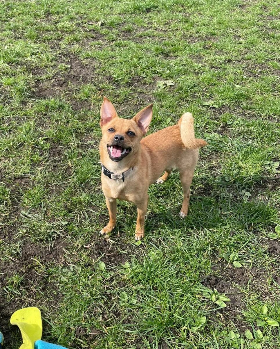 Crumpet, female puppy Chihuahua for adoption at Newcastle Dog and Cat Shelter, Newcastle