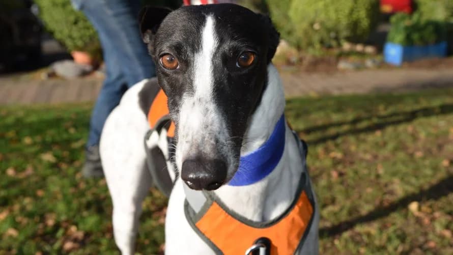 Crystal, female 3yo Greyhound for adoption at Battersea Dogs & Cats Home, London