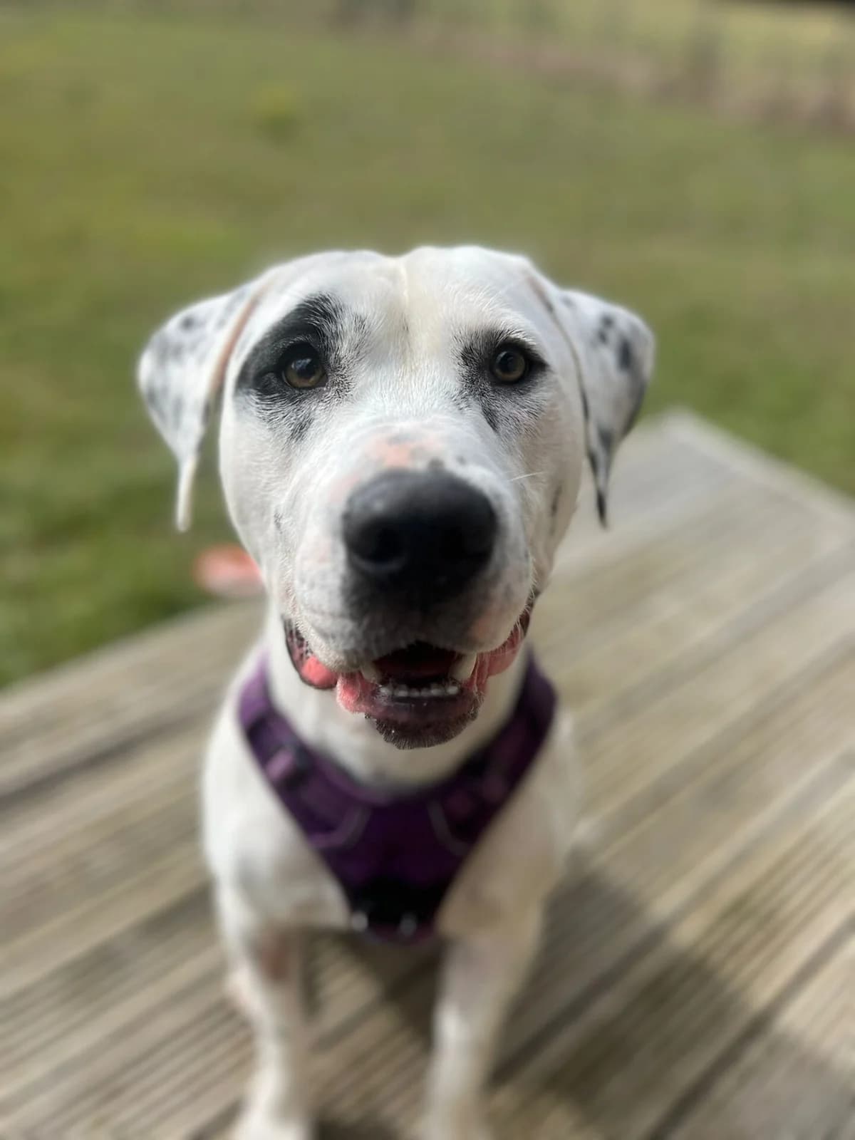 Dain,  (All Dogs Matter)