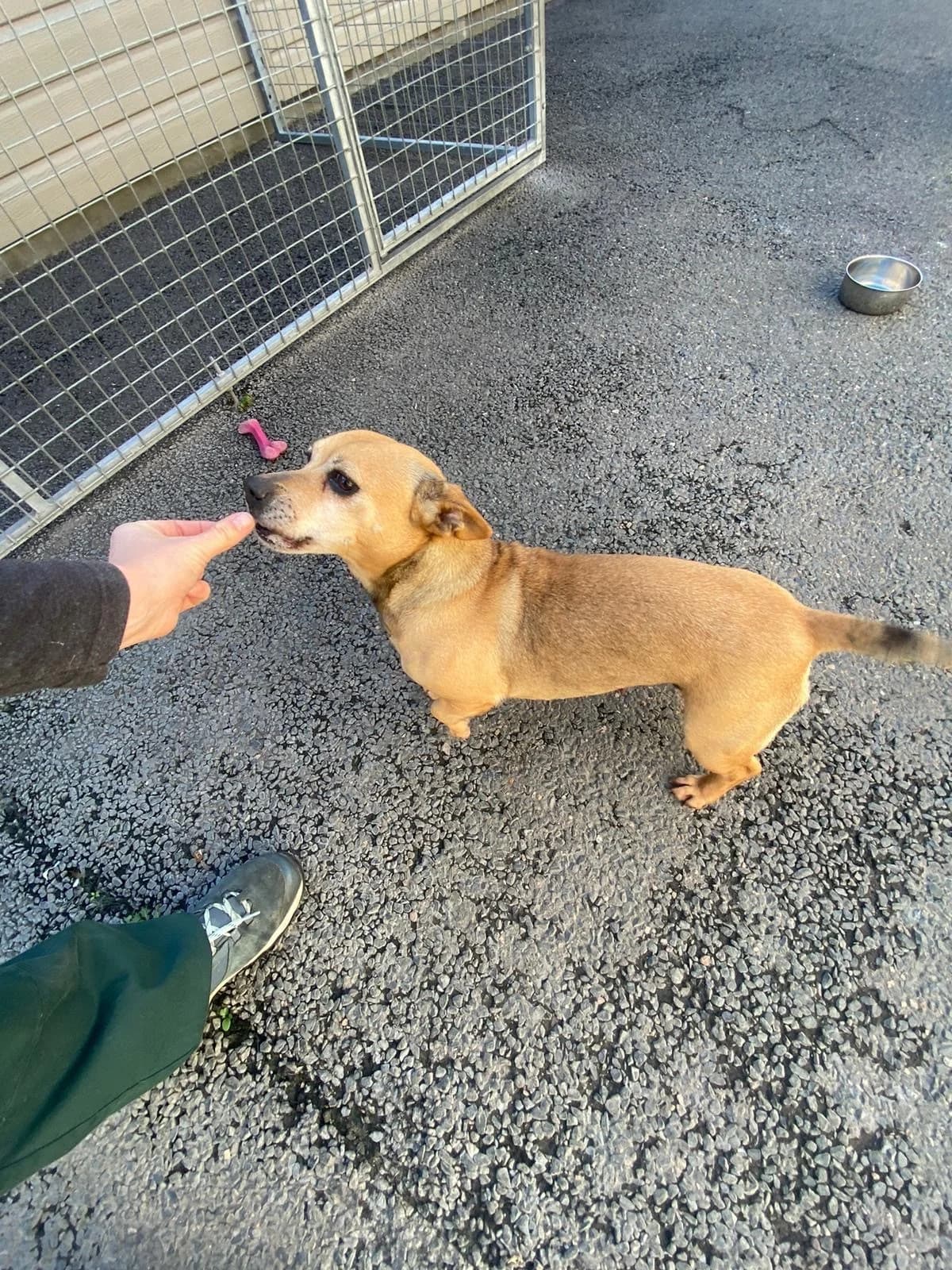 Daisy, female 5yo mixed breed for adoption at All Dogs Matter, London