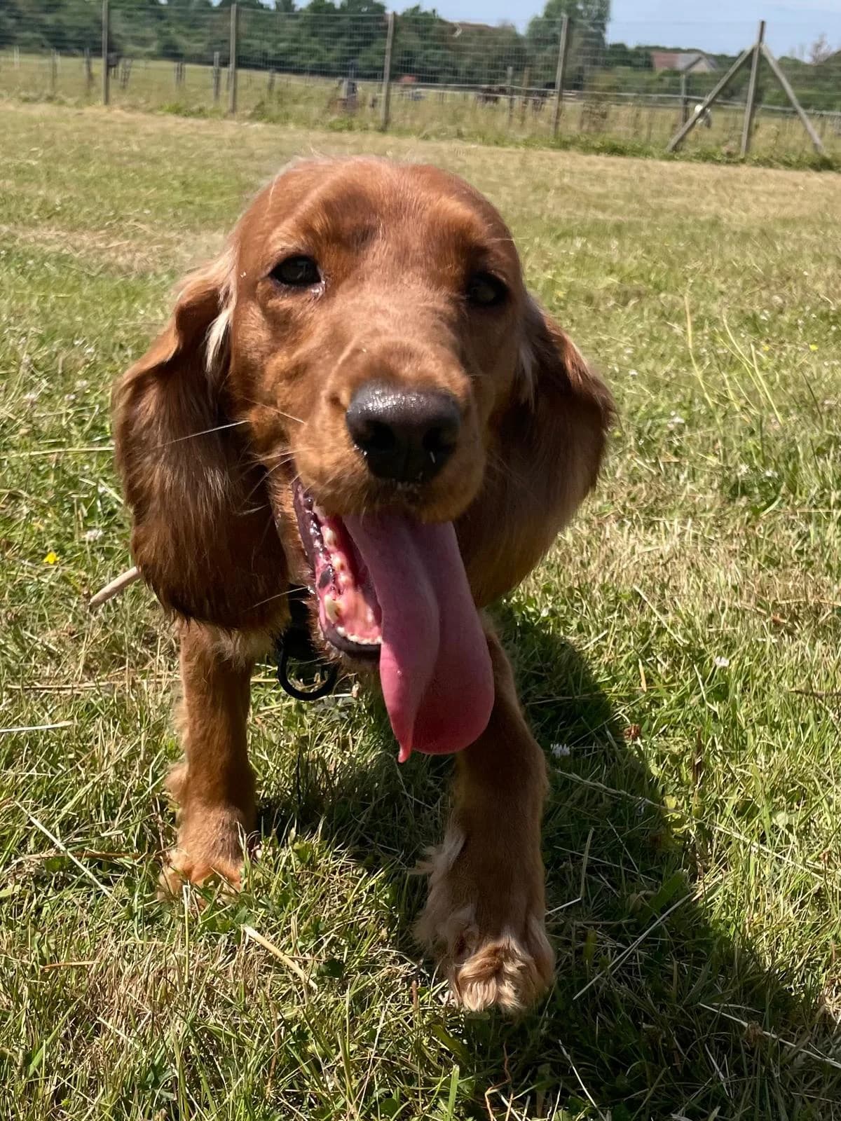 Daisy,  (All Dogs Matter)