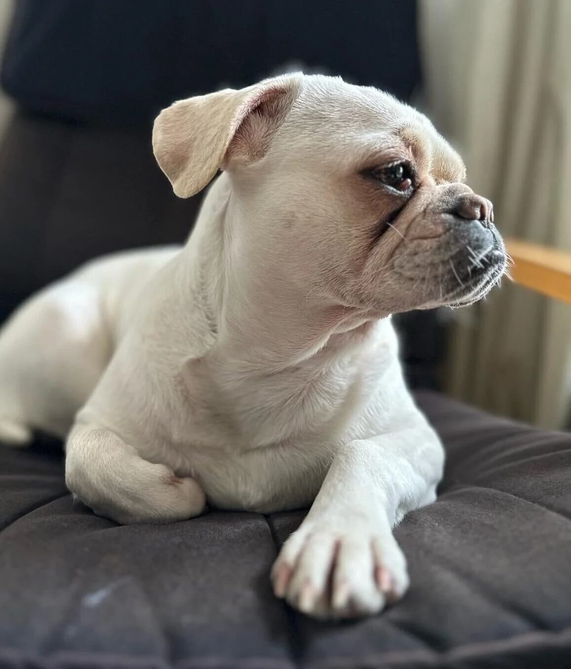 Dana,  (All Dogs Matter)