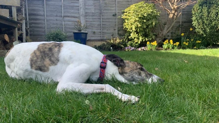 Danny, male 5yo Greyhound for adoption at Battersea Dogs & Cats Home, London