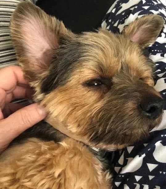 Darcy,  (All Dogs Matter)