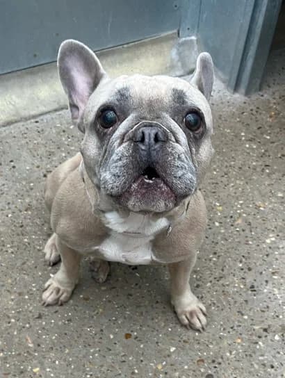 Darcy,  (All Dogs Matter)
