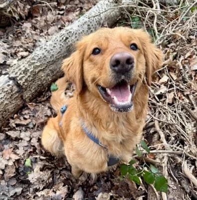 Darwin,  (All Dogs Matter)