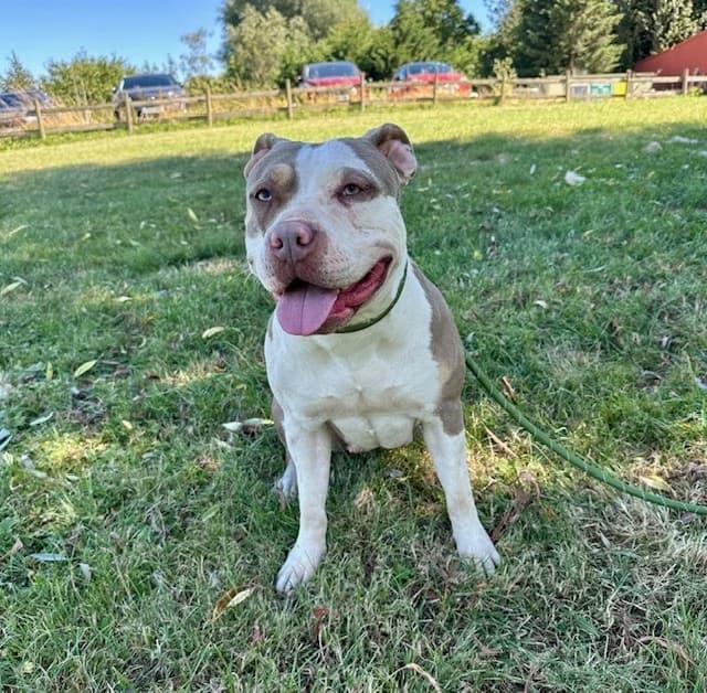 Dash, female young mixed breed for adoption at All Dogs Matter, London