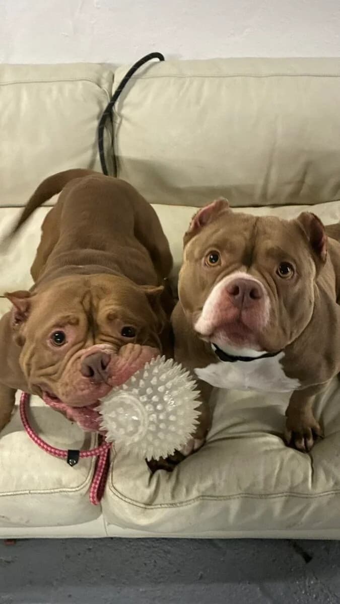 Delilah, female Mixed Breed for adoption at Liverpool