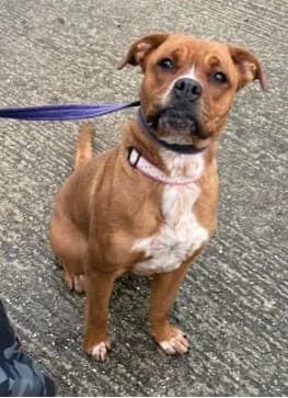 Delilah, female Mixed Breed for adoption at Freshfields Animal Rescue, Liverpool photo 2