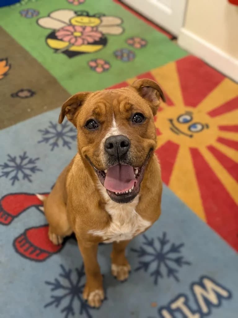 Delilah, female Mixed Breed for adoption at Freshfields Animal Rescue, Liverpool photo 3