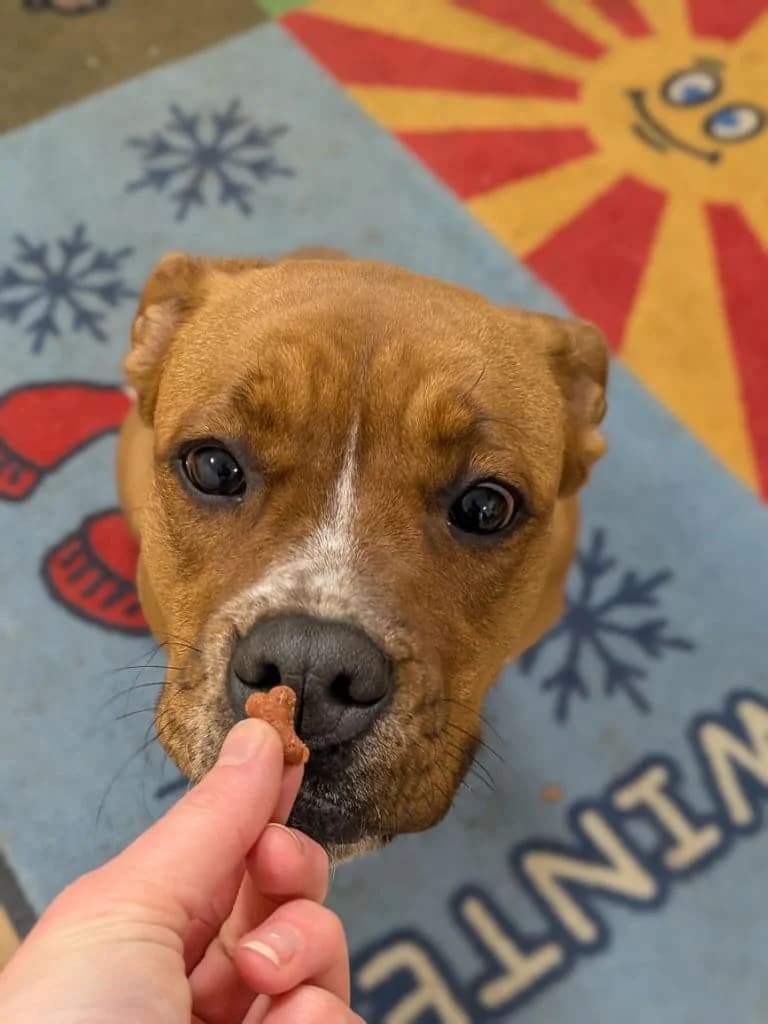 Delilah, female Mixed Breed for adoption at Freshfields Animal Rescue, Liverpool photo 4