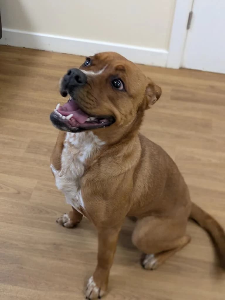 Delilah, female Mixed Breed for adoption at Freshfields Animal Rescue, Liverpool photo 5