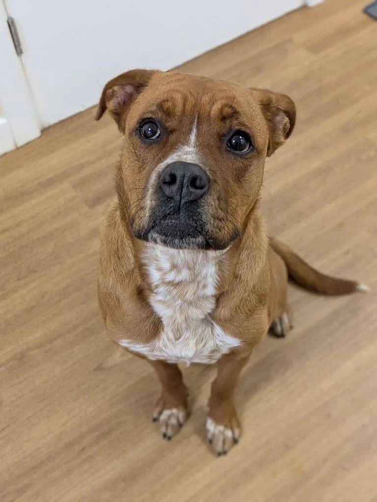 Delilah, female Mixed Breed for adoption at Freshfields Animal Rescue, Liverpool photo 6