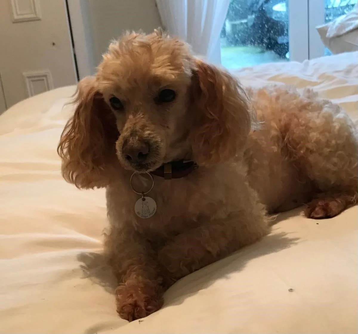 Dennis,  (All Dogs Matter)