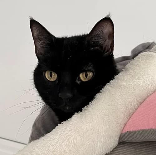 Destiny – found a home, black female Mixed Breed for adoption at Wadars Animal Rescue, Worthing