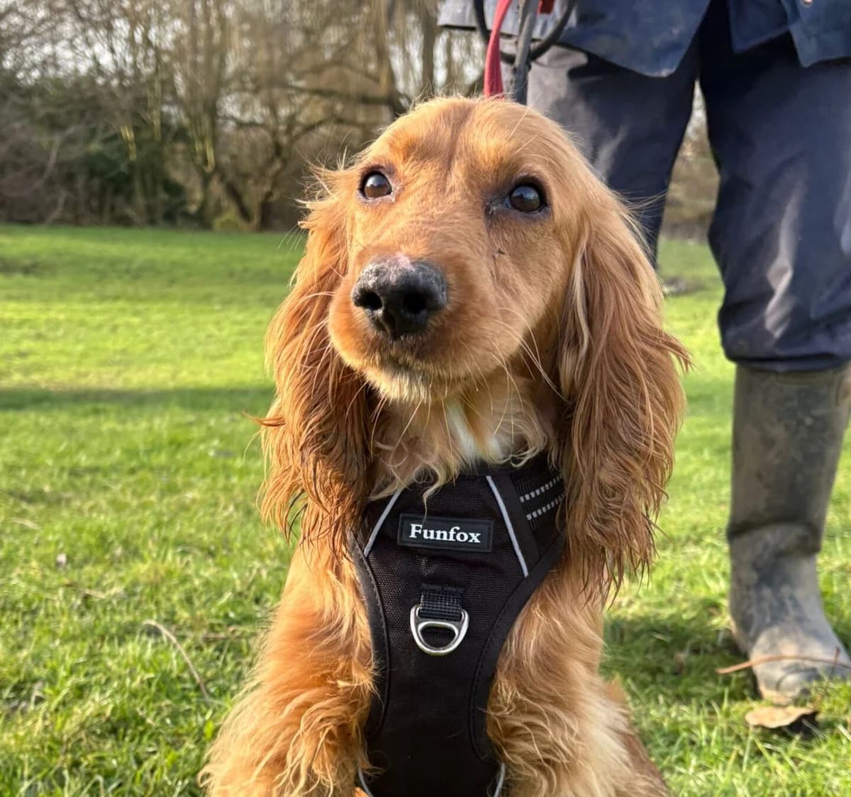 Dexter, male Mixed Breed for adoption at Newcastle Dog and Cat Shelter, Newcastle