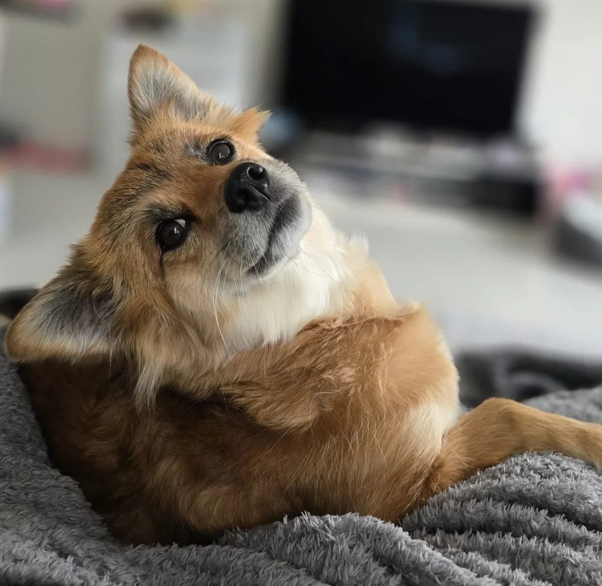 Didi,  (All Dogs Matter)