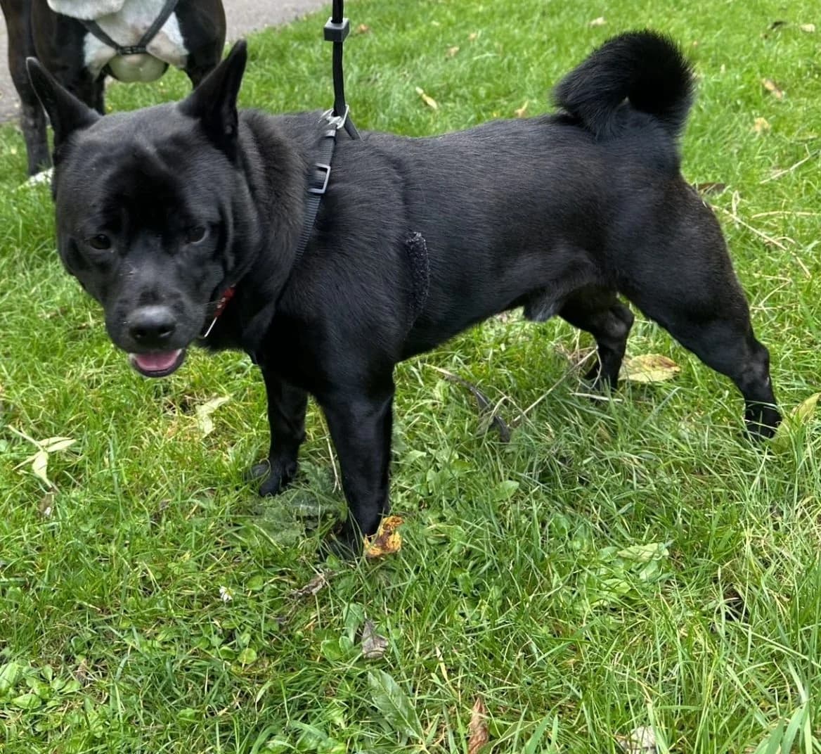 Dino, female 4yo mixed breed for adoption at All Dogs Matter, London