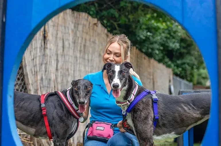 Meet some of the dogs in our care