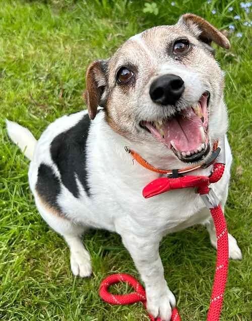 Cobi, white male Jack Russell Terrier for adoption at Last Chance Animal Rescue, Edenbridge — photo 2 of 2