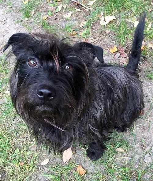 Danny Boy, male mixed breed for adoption at Last Chance Animal Rescue, Edenbridge