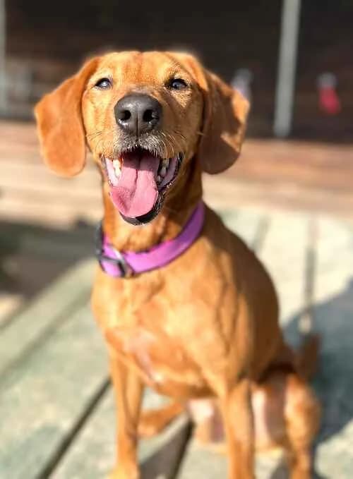 Ralph, male mixed breed for adoption at Last Chance Animal Rescue, Edenbridge