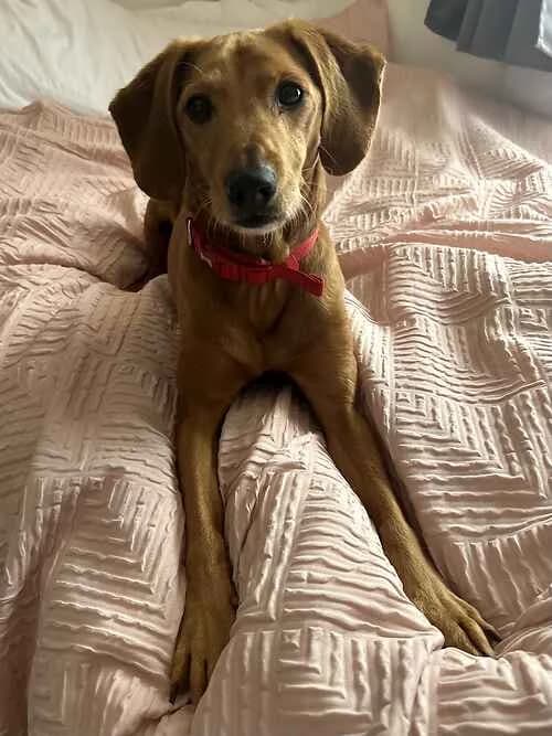 Ralph, red fox male mixed breed for adoption at Last Chance Animal Rescue, Edenbridge — photo 2 of 2