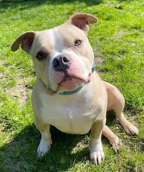 Buddy, male English Bulldog for adoption at Last Chance Animal Rescue, Edenbridge